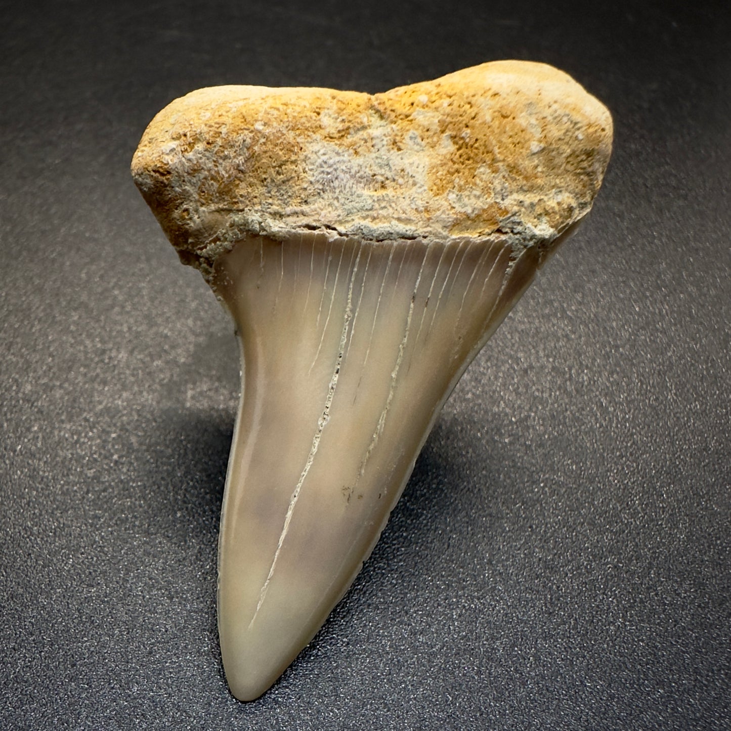 1.86 inches colorful Extinct Hooked-Tooth Mako - Isurus planus shark tooth from Bakersfield, California M503 front down