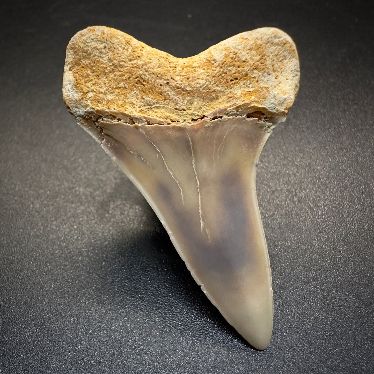 1.86 inches colorful Extinct Hooked-Tooth Mako - Isurus planus shark tooth from Bakersfield, California M503 back down
