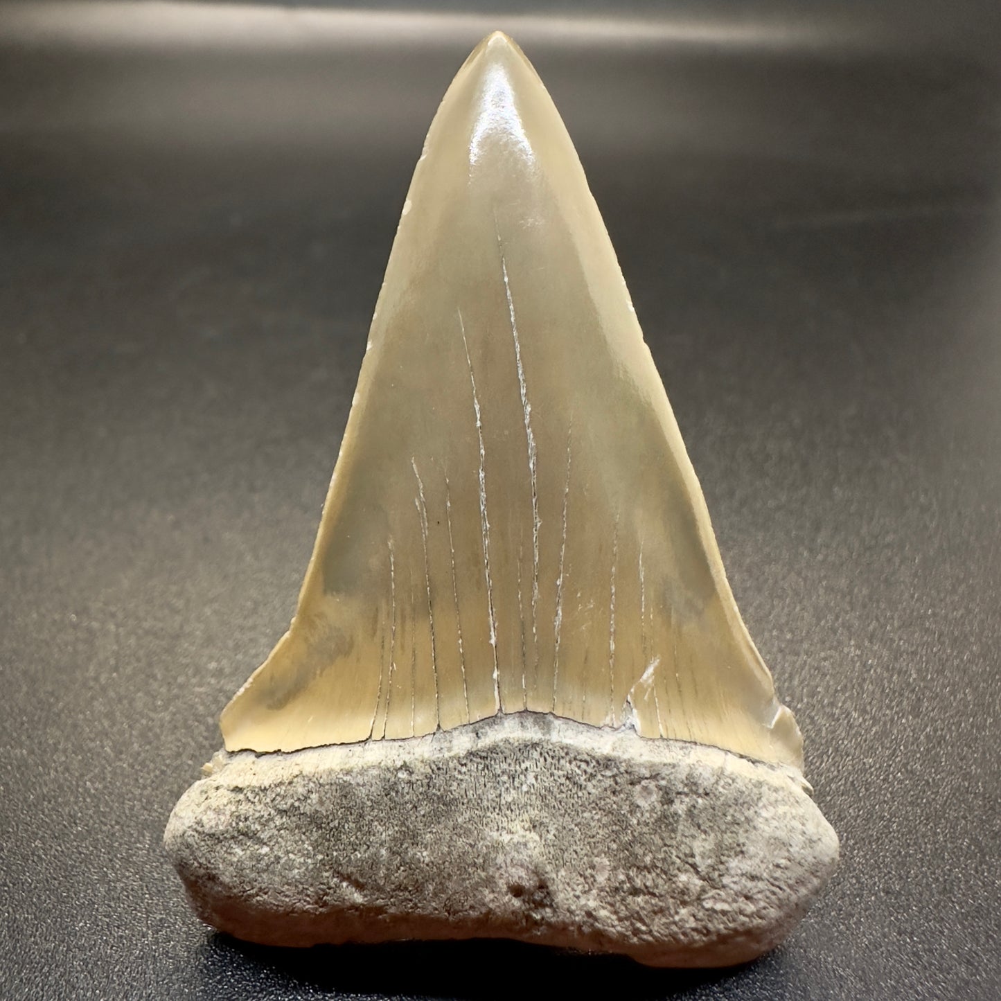 2.17 inches colorful Extinct Mako - Isurus hastalis shark tooth from Aurora, North Carolina M507 front