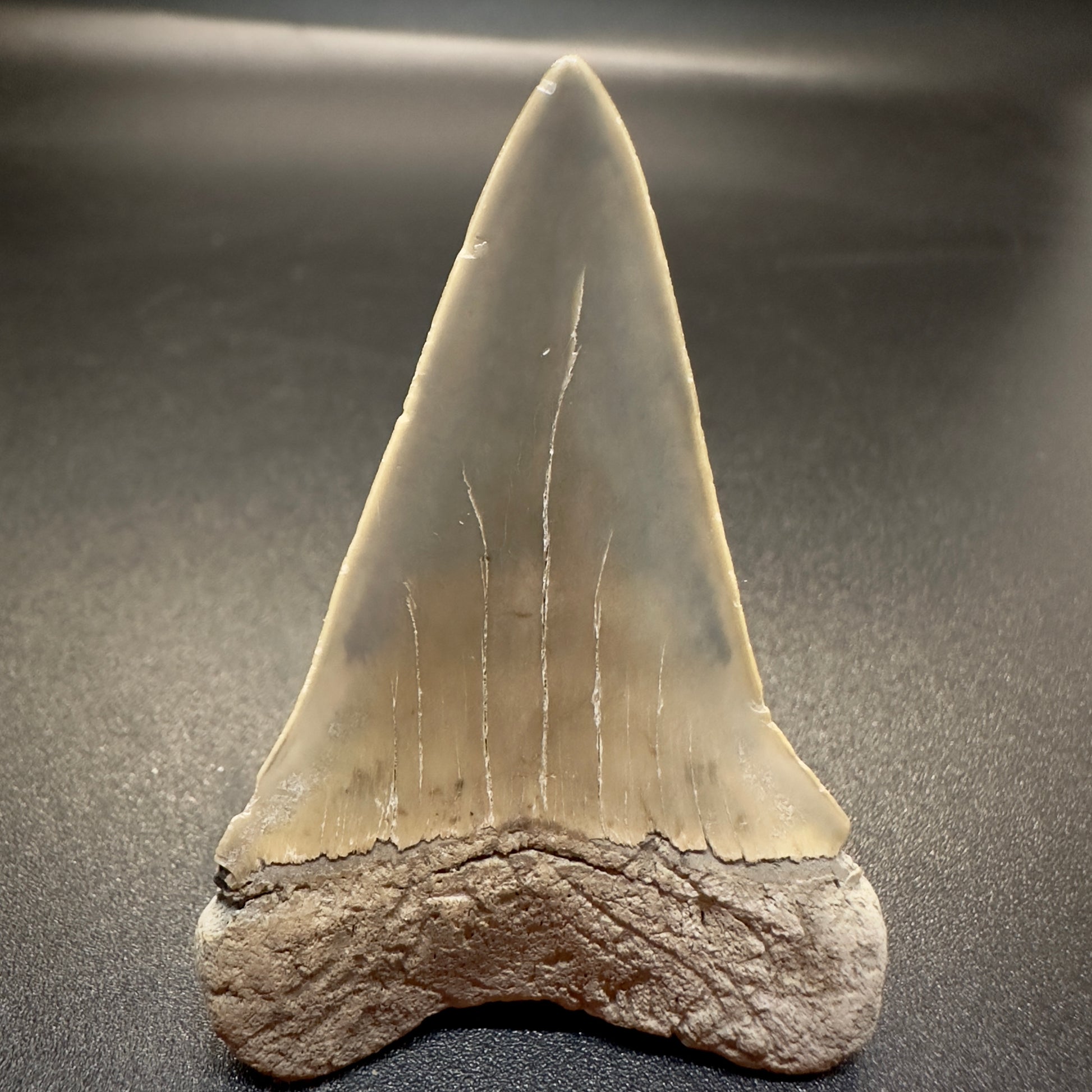 2.17 inches colorful Extinct Mako - Isurus hastalis shark tooth from Aurora, North Carolina M507 back