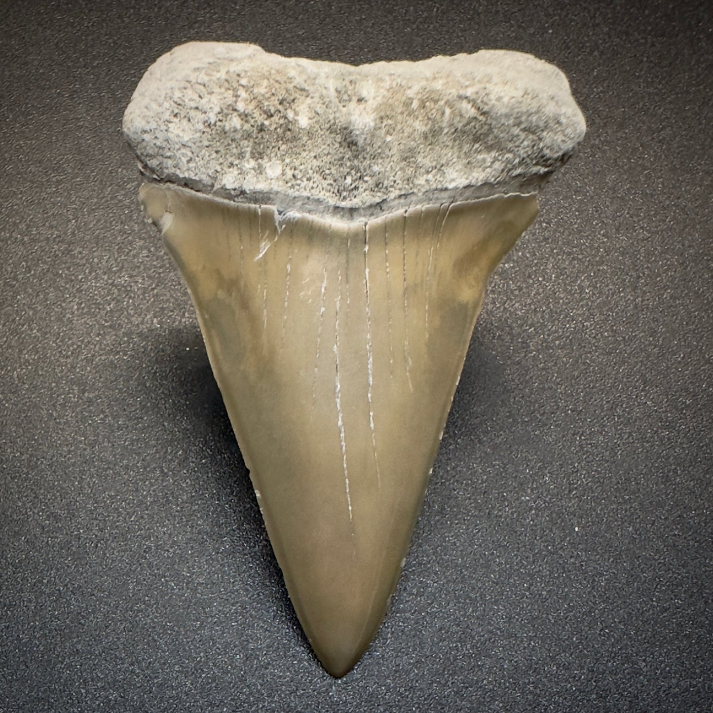 2.17 inches colorful Extinct Mako - Isurus hastalis shark tooth from Aurora, North Carolina M507 front down