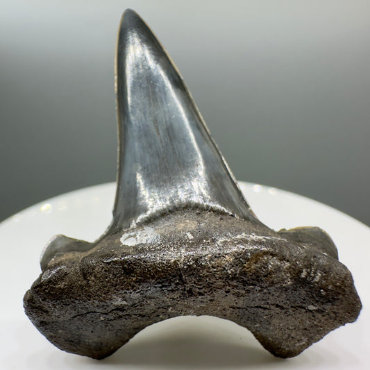Rare, black 1.63" Fossil Extinct Cretoxyrhinid Shark tooth from Tarrant Co., TX R551 - Front