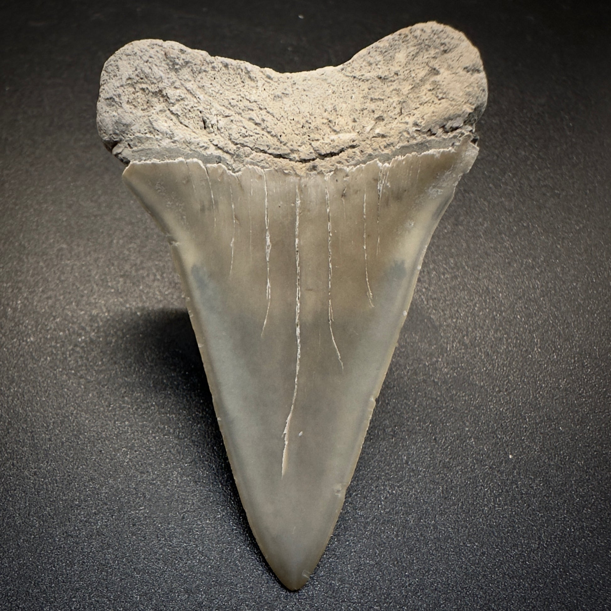 2.17 inches colorful Extinct Mako - Isurus hastalis shark tooth from Aurora, North Carolina M507 back down