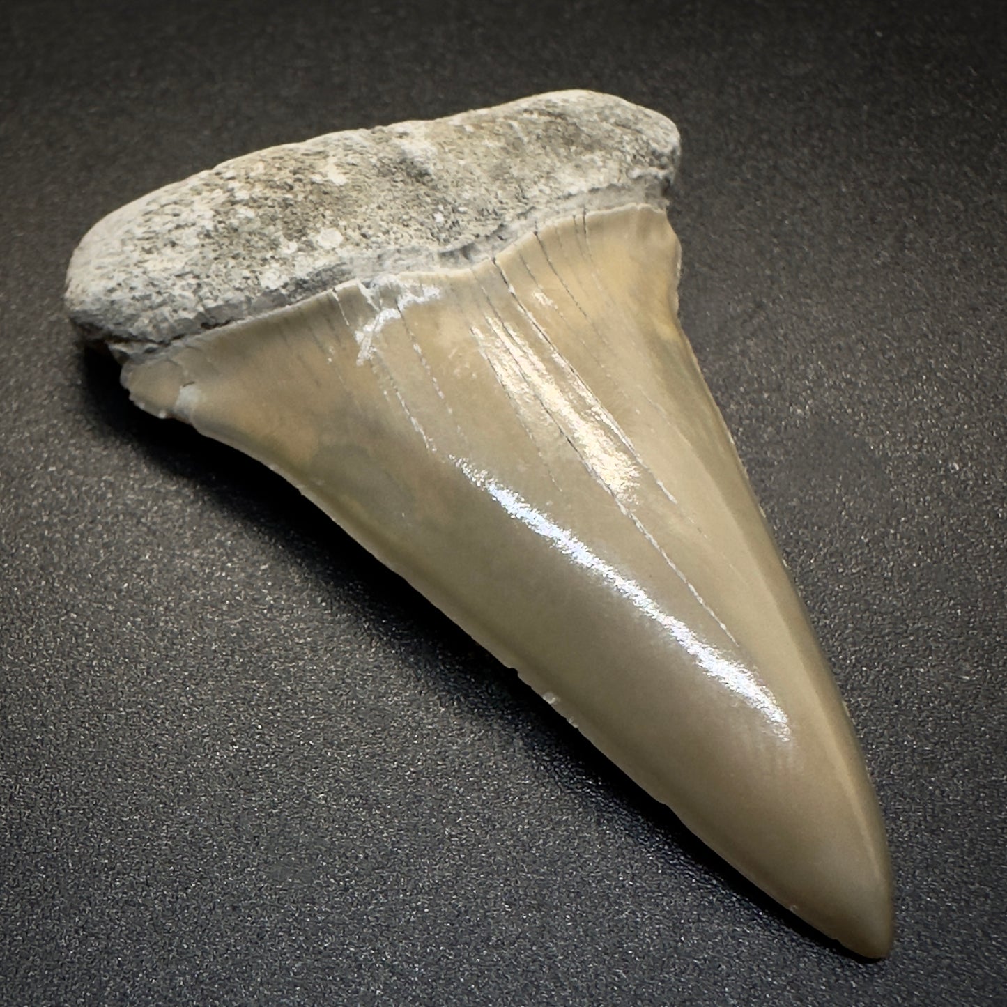 2.17 inches colorful Extinct Mako - Isurus hastalis shark tooth from Aurora, North Carolina M507 front left