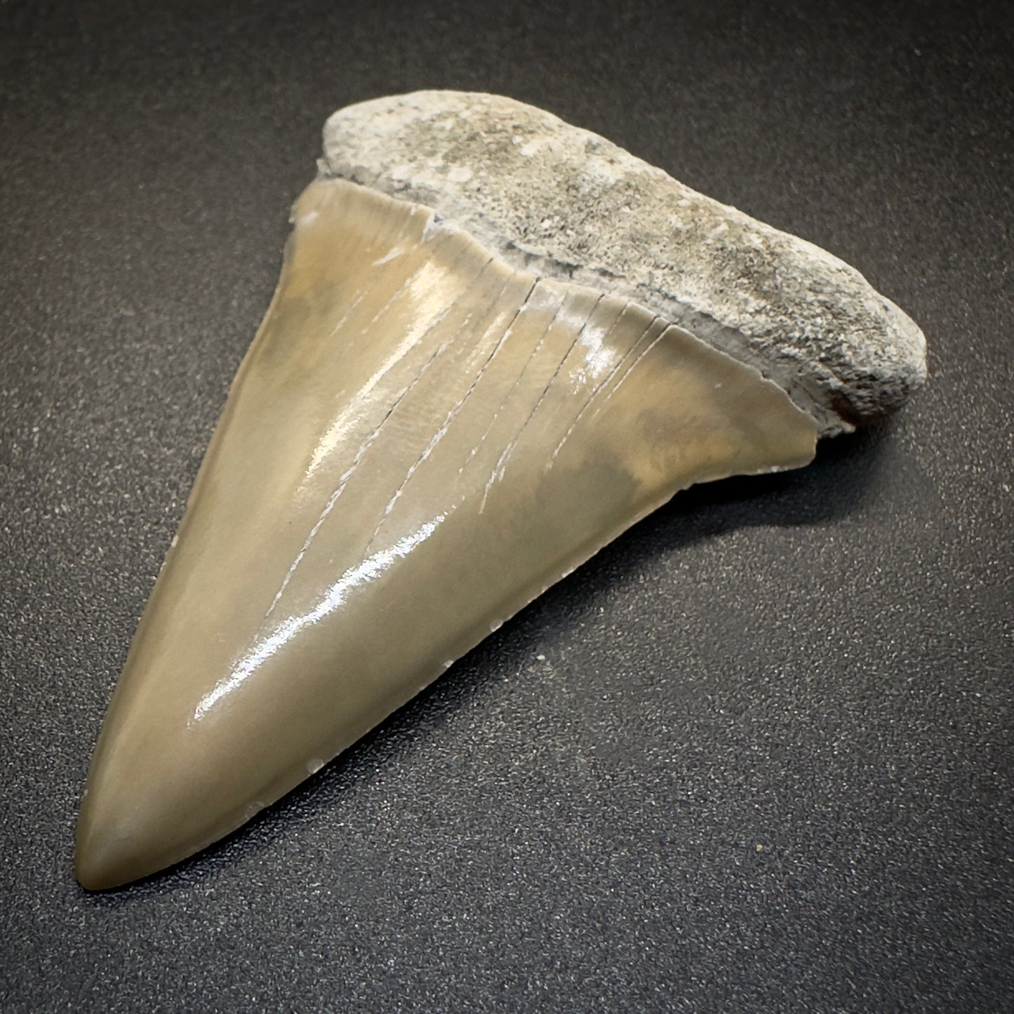 2.17 inches colorful Extinct Mako - Isurus hastalis shark tooth from Aurora, North Carolina M507 front right