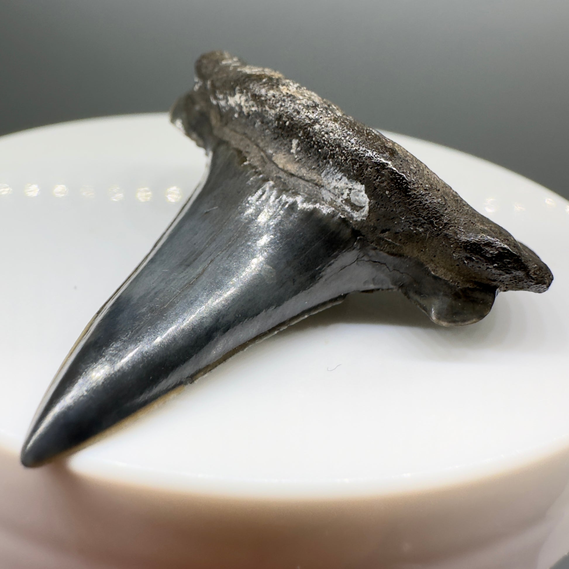 Rare, black 1.63" Fossil Extinct Cretoxyrhinid Shark tooth from Tarrant Co., TX R551 - Right