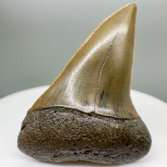 1.65" Colorful Fossil Isurus escheri - Extinct Serrated Mako Shark Tooth -  Mill, The Netherlands - Rare tooth R560- Front
