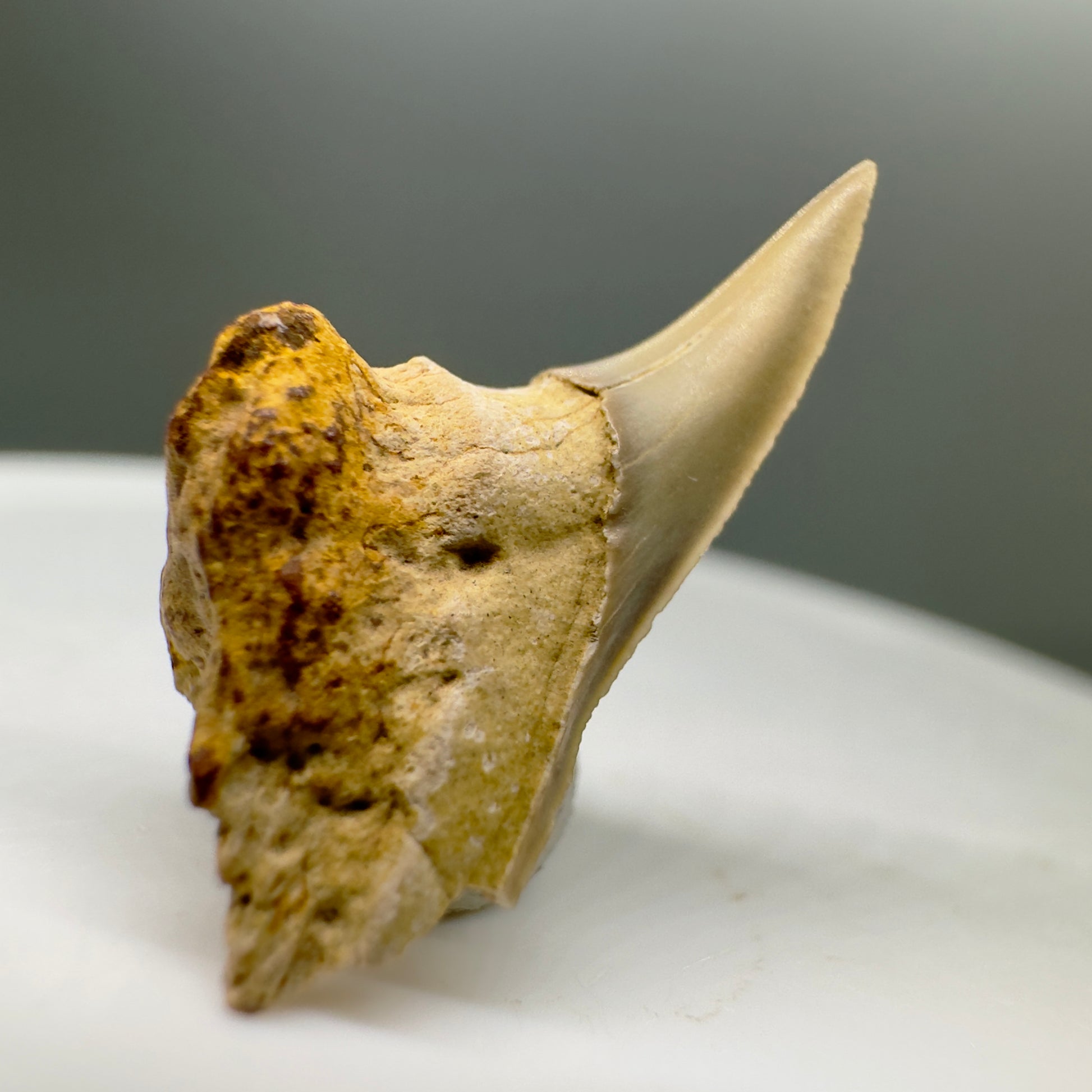 Rare 0.86" Fossil Paraisurus macrorhiza Shark Tooth - Russia R548 - Left