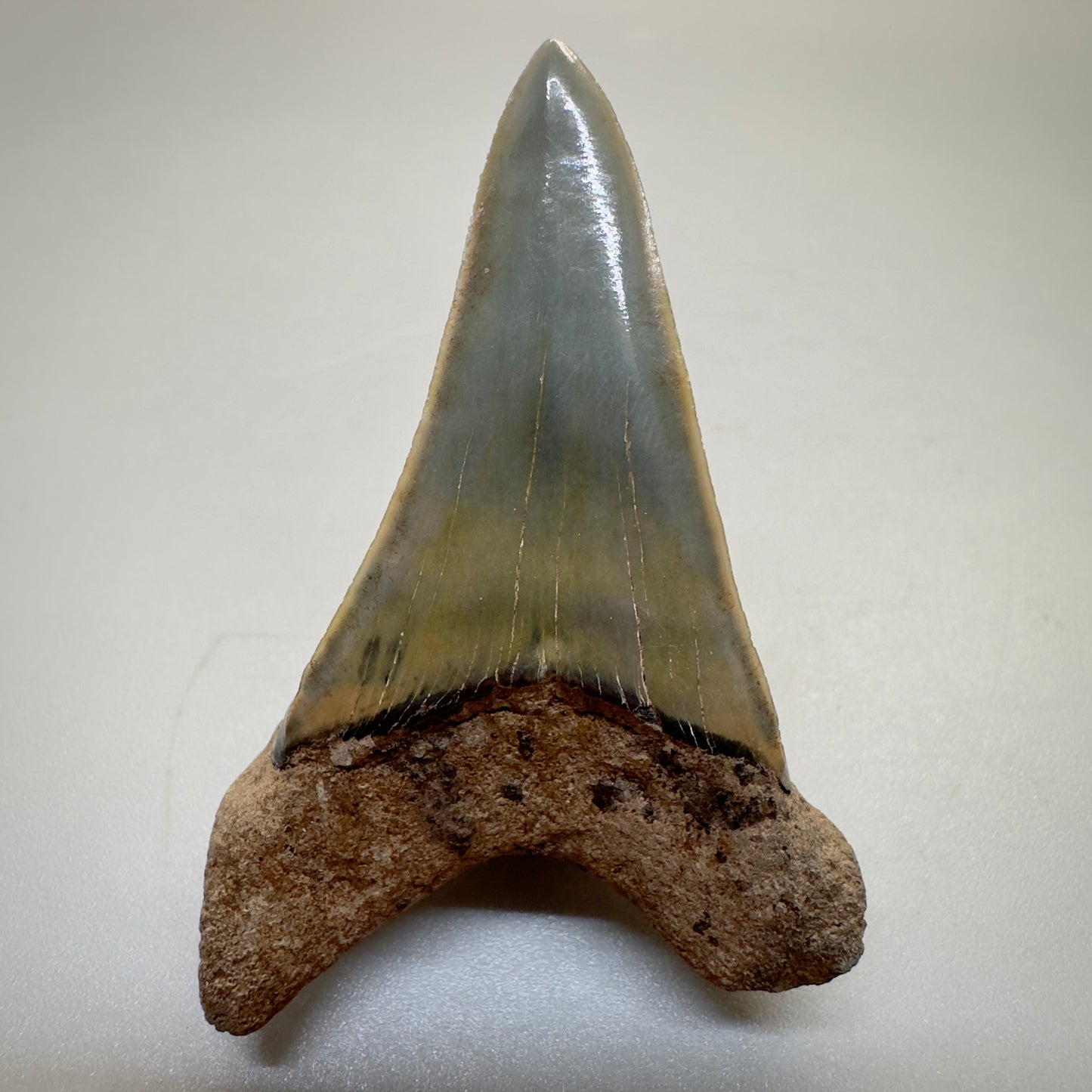 1.96 inches colorful Extinct Mako - isurus hastalis shark tooth from southeast, USA M510 back