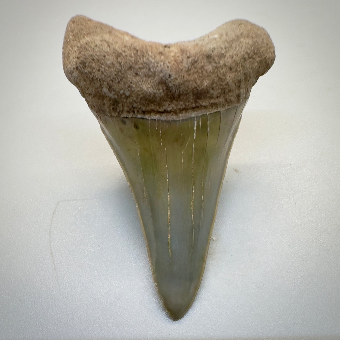 1.96 inches colorful Extinct Mako - isurus hastalis shark tooth from southeast, USA M510 front down