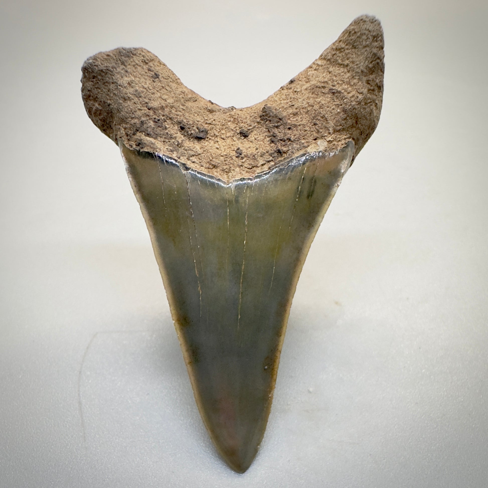 1.96 inches colorful Extinct Mako - isurus hastalis shark tooth from southeast, USA M510 back down