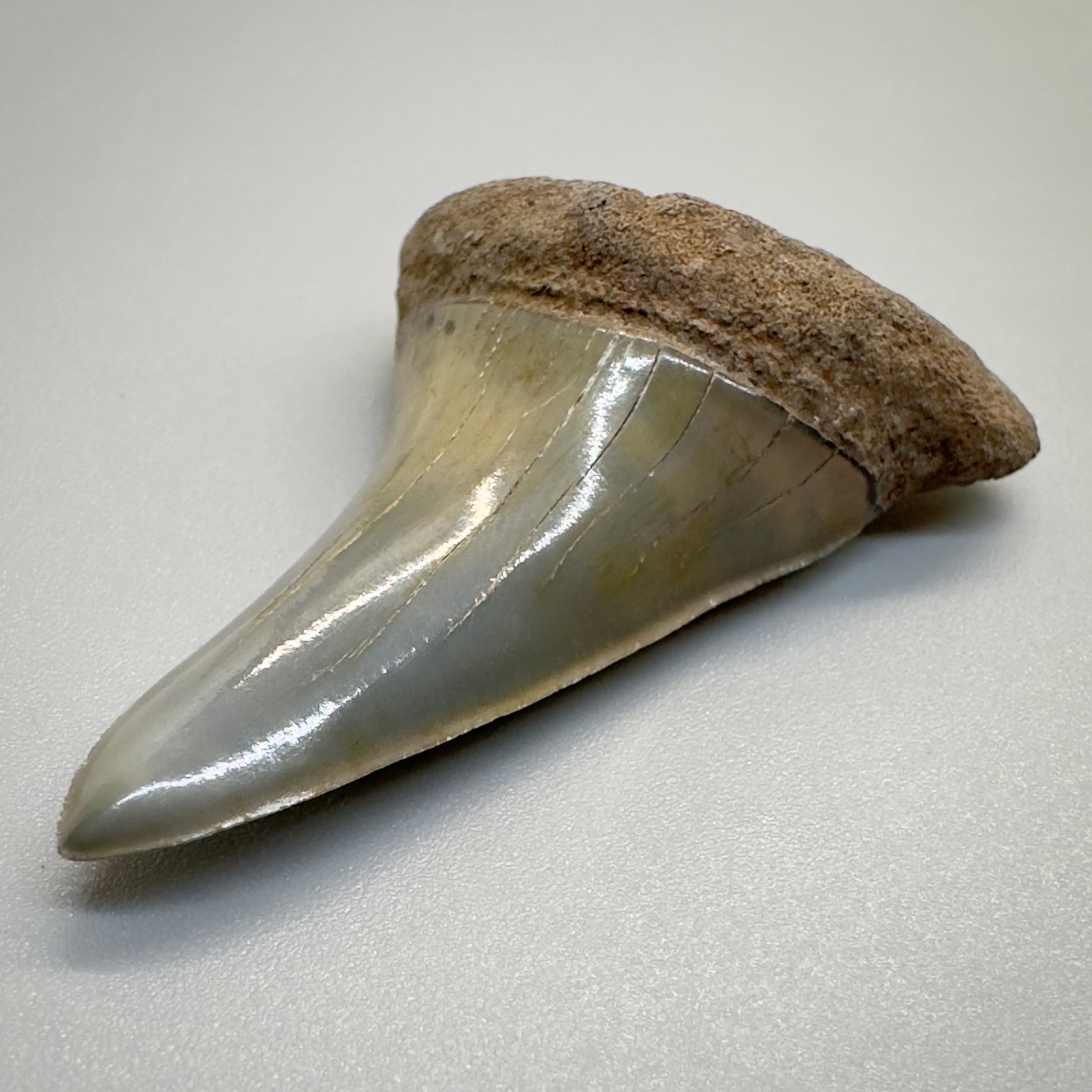 1.96 inches colorful Extinct Mako - isurus hastalis shark tooth from southeast, USA M510 front right