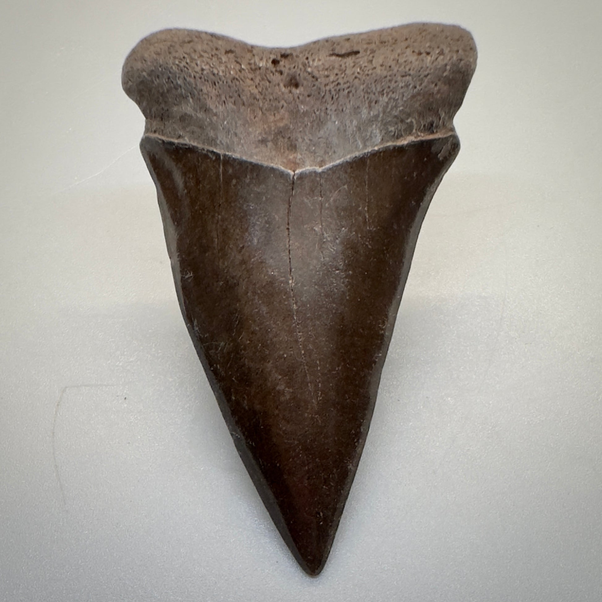 2.42 inches brown/red Extinct Mako - isurus hastalis shark tooth from southeast, USA M509 front down