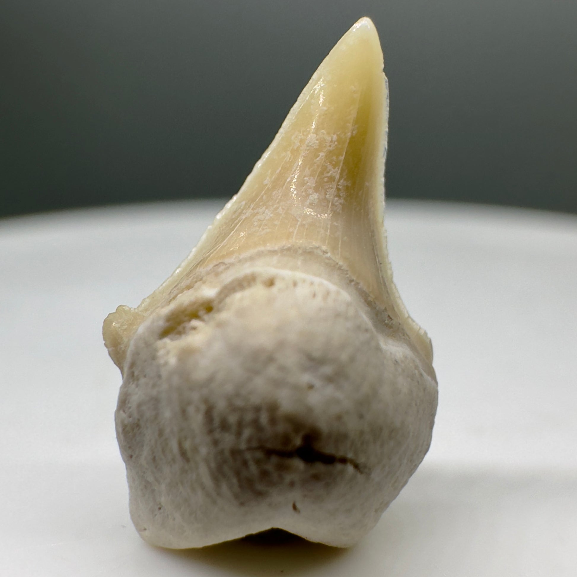 0.60" Fossil Extinct Mackerel Shark tooth - Otodus obliquus - Morocco R544 - Front