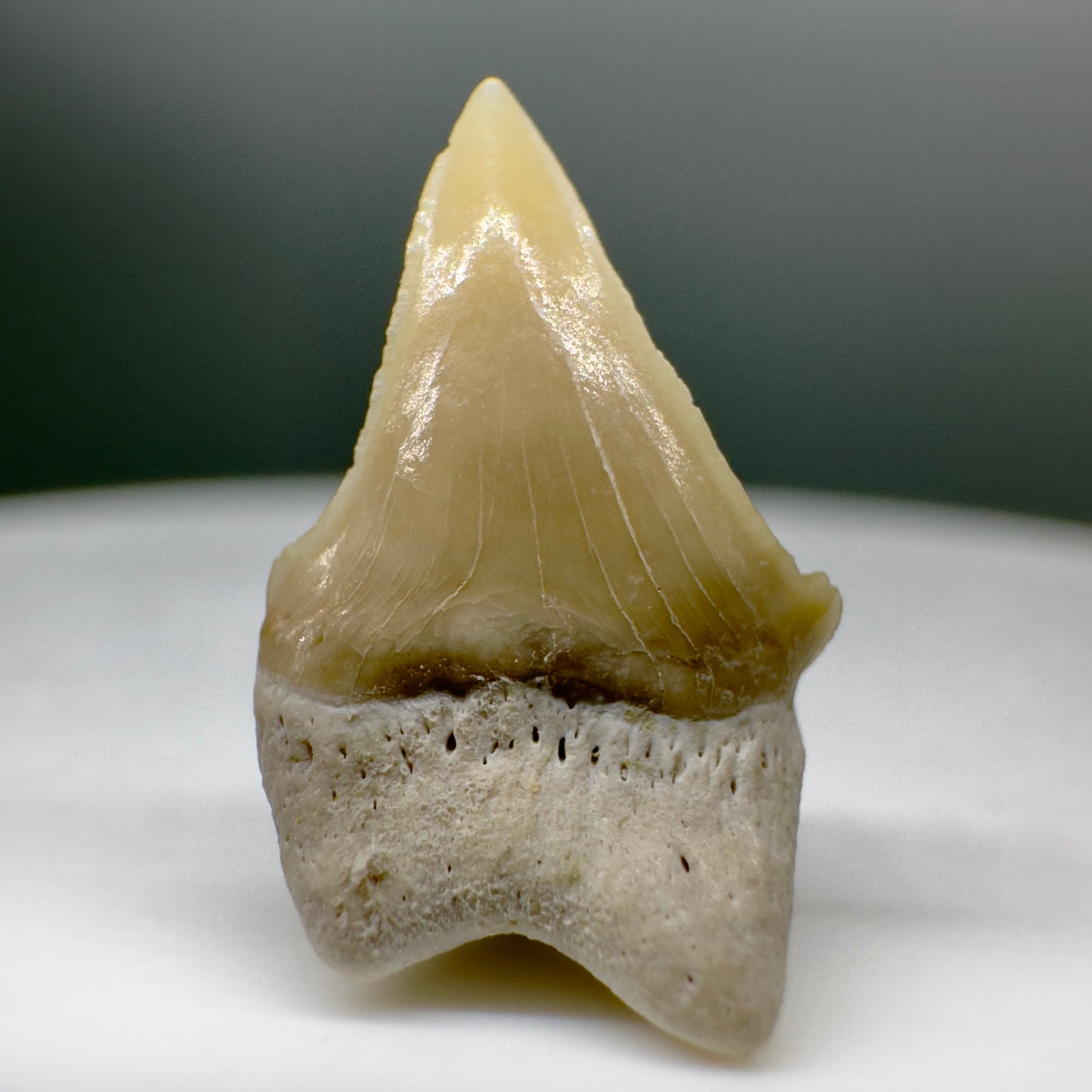 0.60" Fossil Extinct Mackerel Shark tooth - Otodus obliquus - Morocco R544 - Back