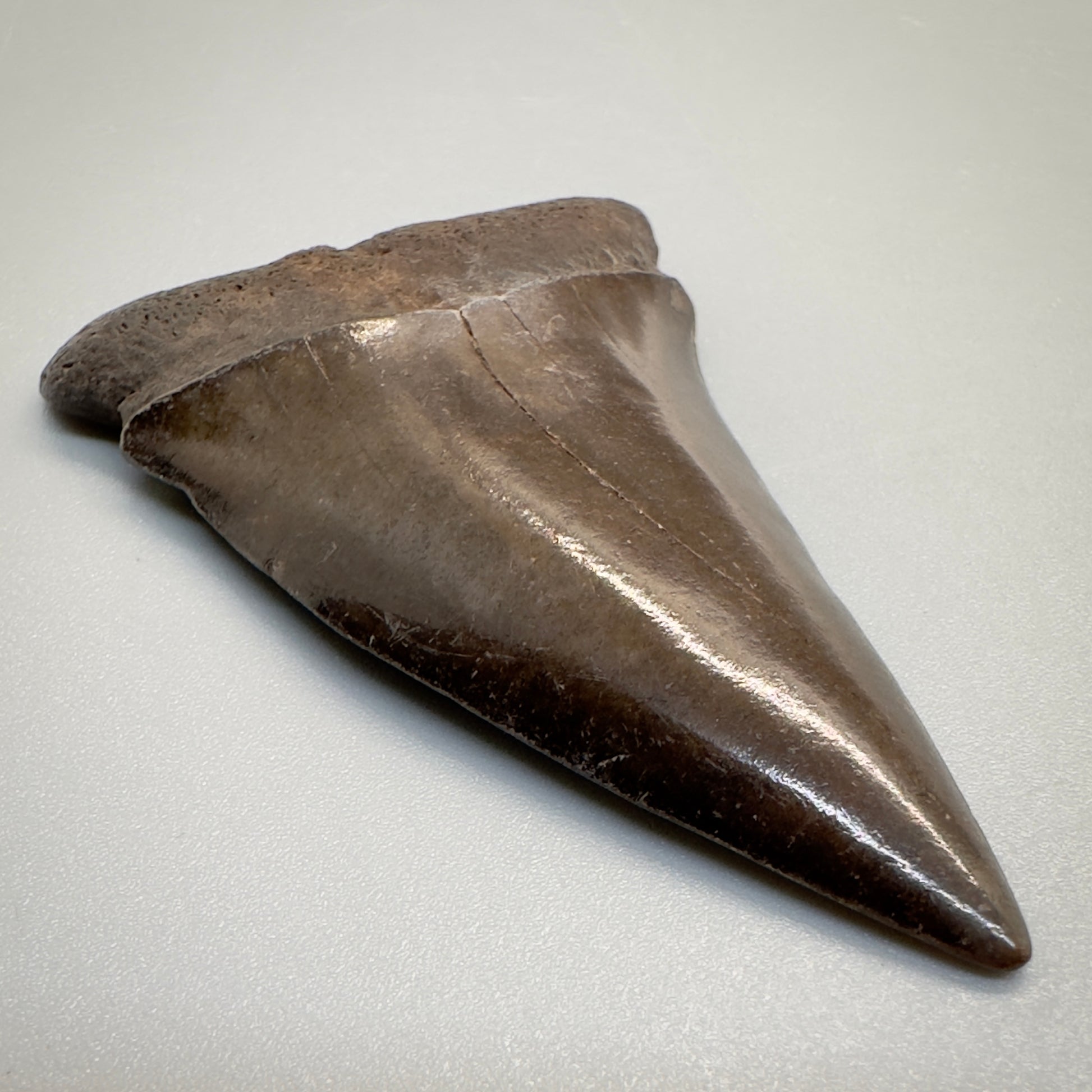2.42 inches brown/red Extinct Mako - isurus hastalis shark tooth from southeast, USA M509 front left