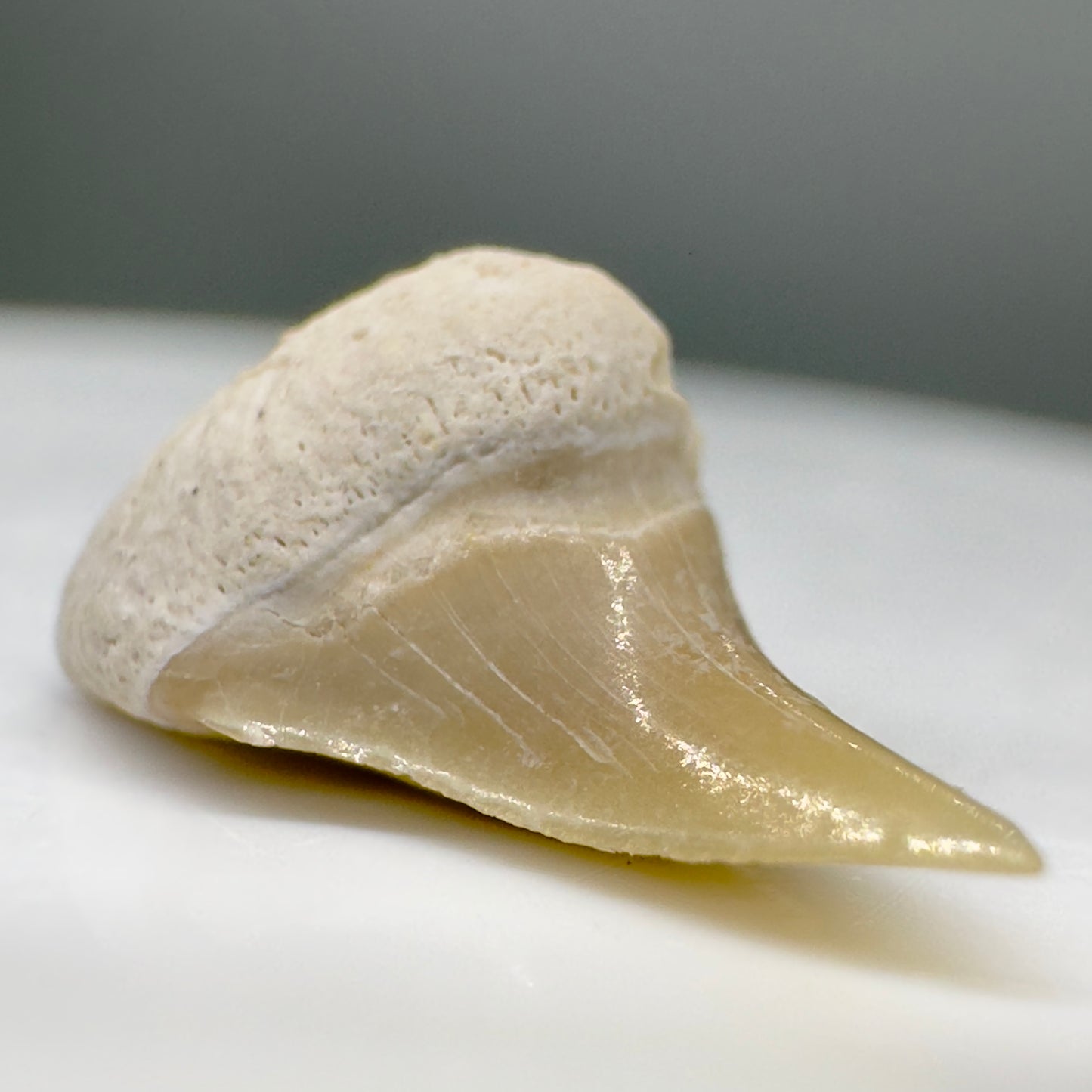 0.60" Fossil Extinct Mackerel Shark tooth - Otodus obliquus - Morocco R544 - left