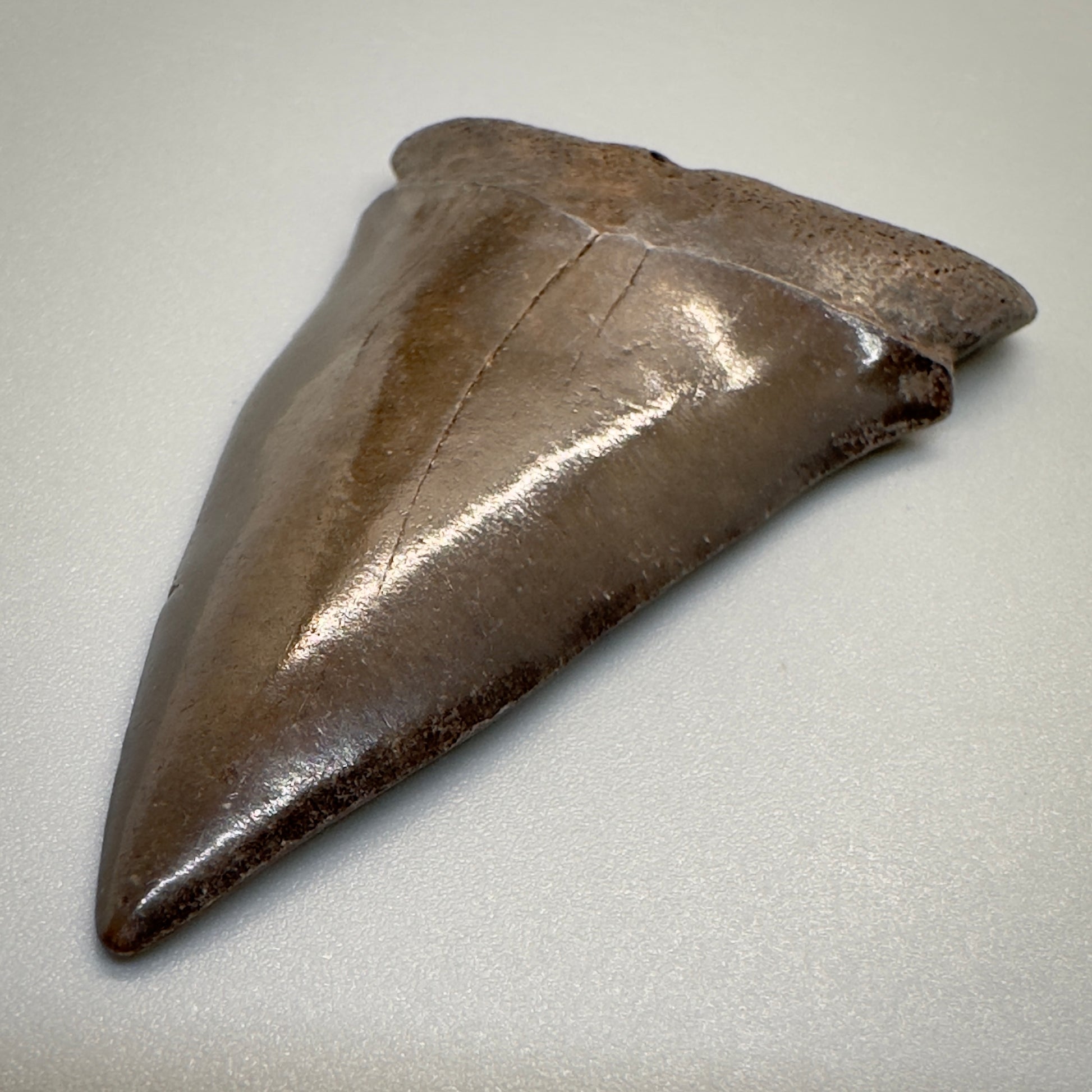 2.42 inches brown/red Extinct Mako - isurus hastalis shark tooth from southeast, USA M509 front right