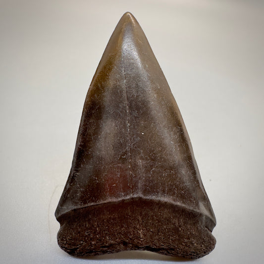 2.38 inches brown/red Extinct Mako - isurus hastalis shark tooth from southeast, USA M508 front
