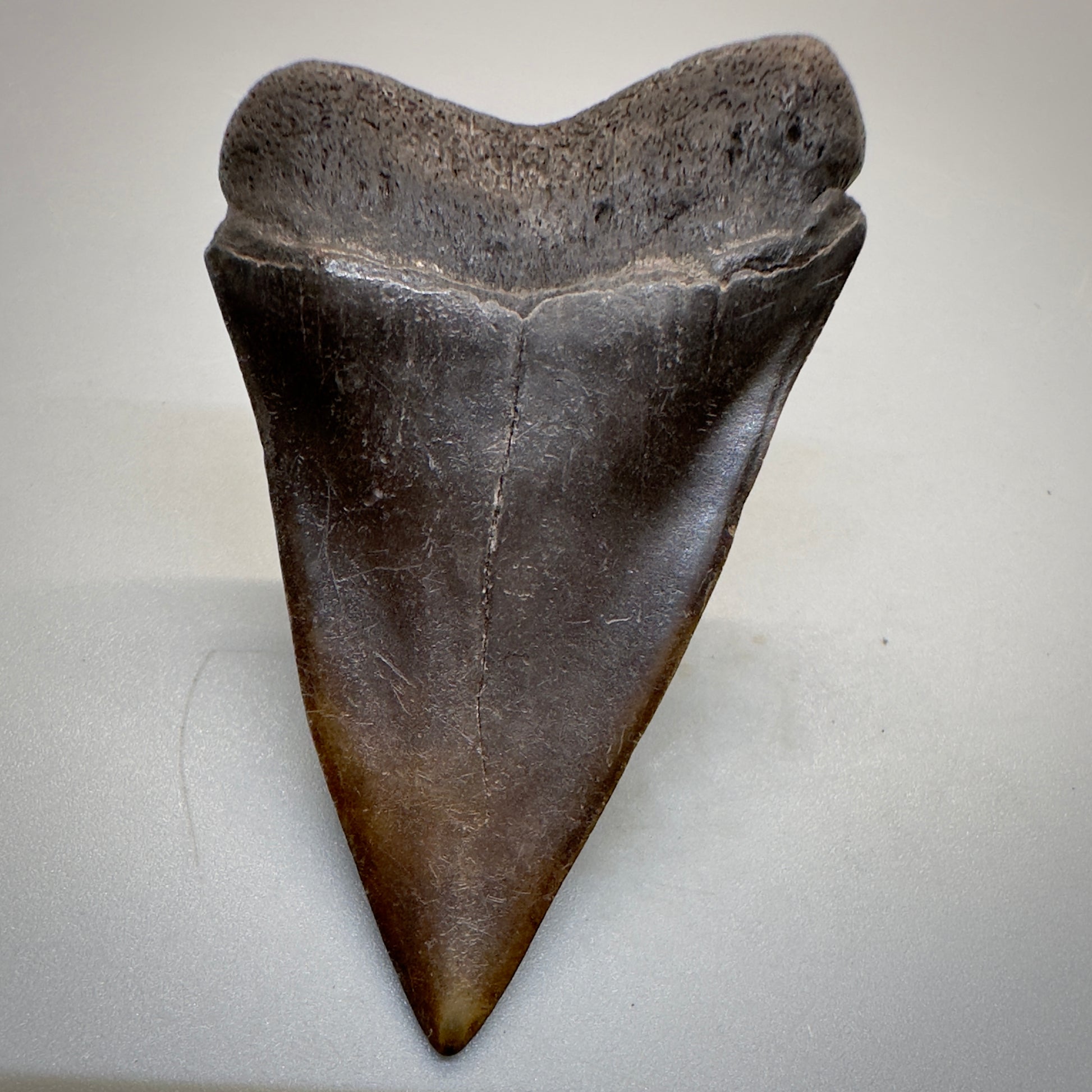 2.38 inches brown/red Extinct Mako - isurus hastalis shark tooth from southeast, USA M508 back down