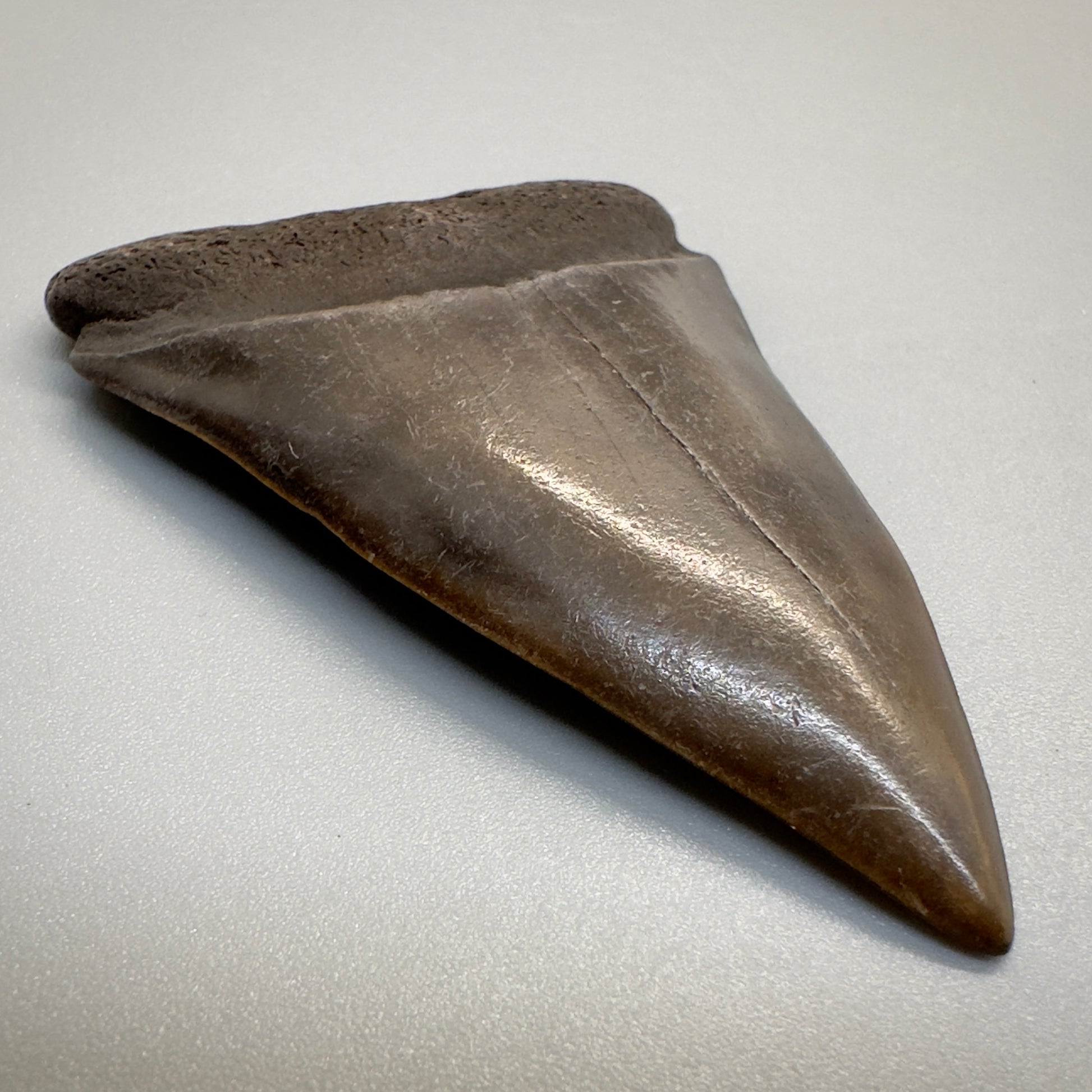 2.38 inches brown/red Extinct Mako - isurus hastalis shark tooth from southeast, USA M508 front left
