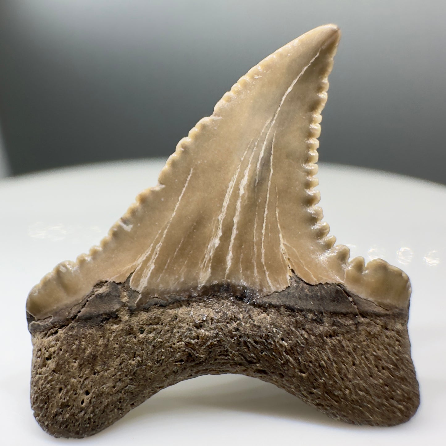 Rare quality 0.94" Fossil Paleocarcharodon orientalis shark tooth , MD R549 - Back