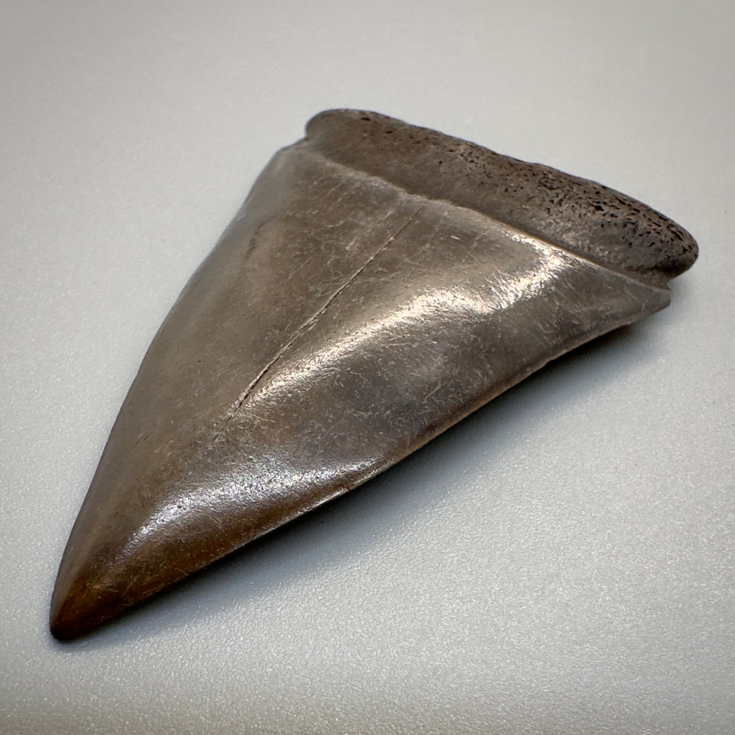 2.38 inches brown/red Extinct Mako - isurus hastalis shark tooth from southeast, USA M508 front right