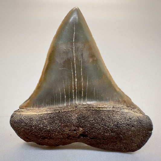 1.74 inches colorful Extinct Mako - isurus hastalis shark tooth from southeast, USA M511 front