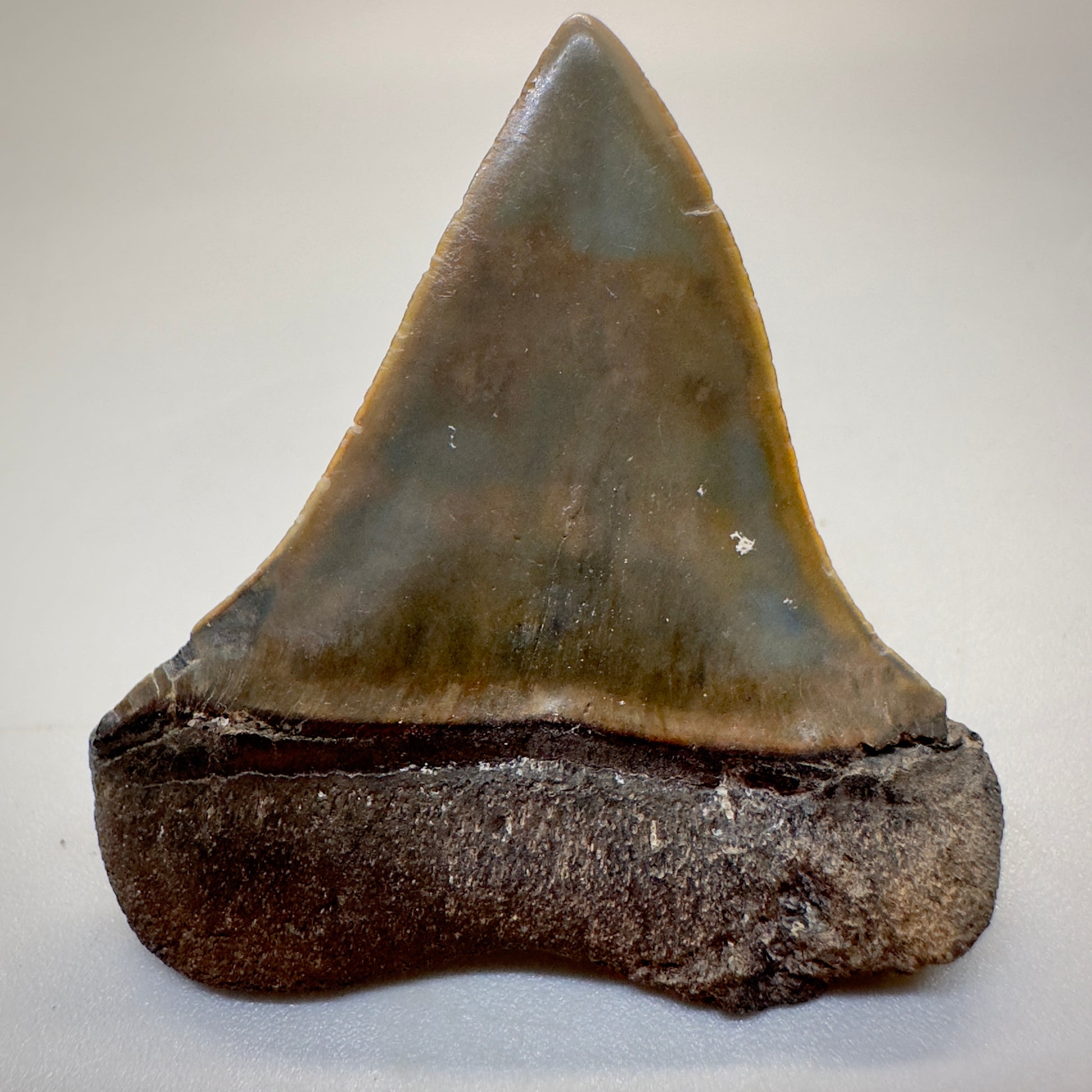 1.74 inches colorful Extinct Mako - isurus hastalis shark tooth from southeast, USA M511 back