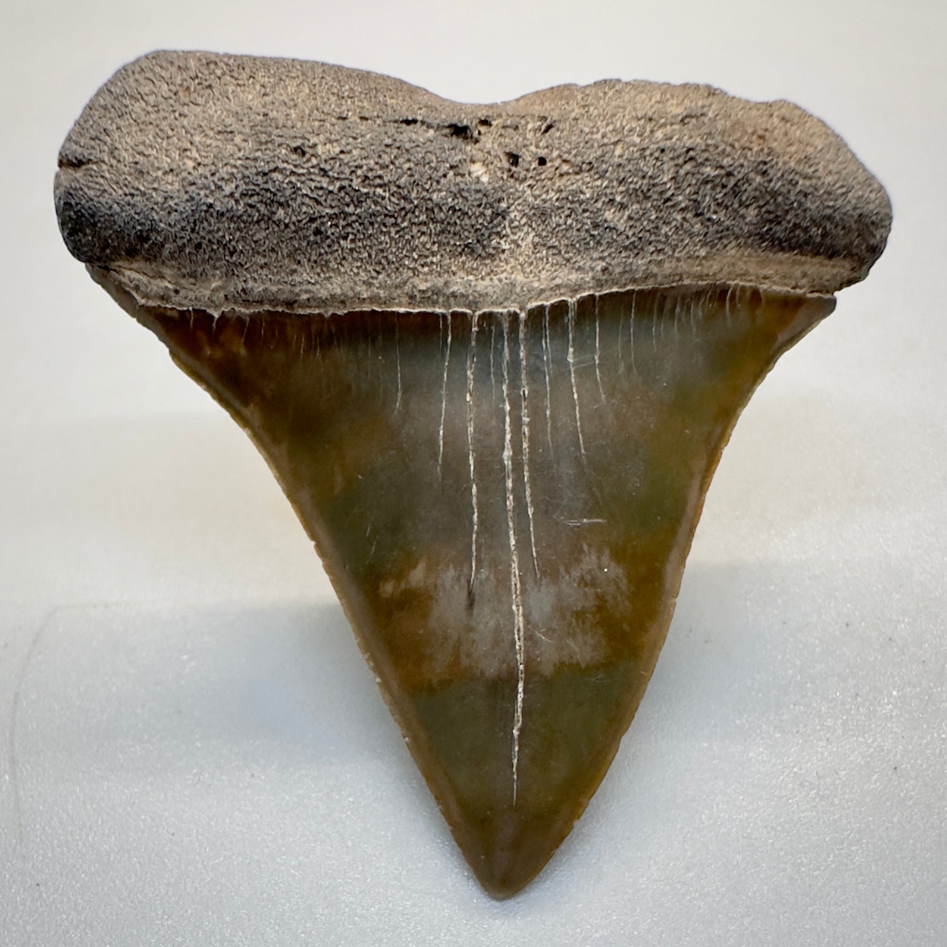 1.74 inches colorful Extinct Mako - isurus hastalis shark tooth from southeast, USA M511 front down