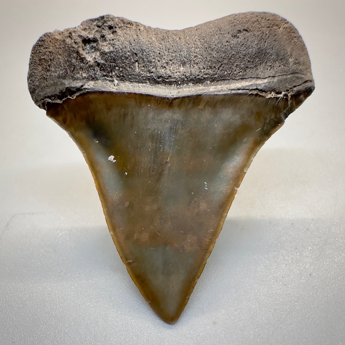 1.74 inches colorful Extinct Mako - isurus hastalis shark tooth from southeast, USA M511 back down