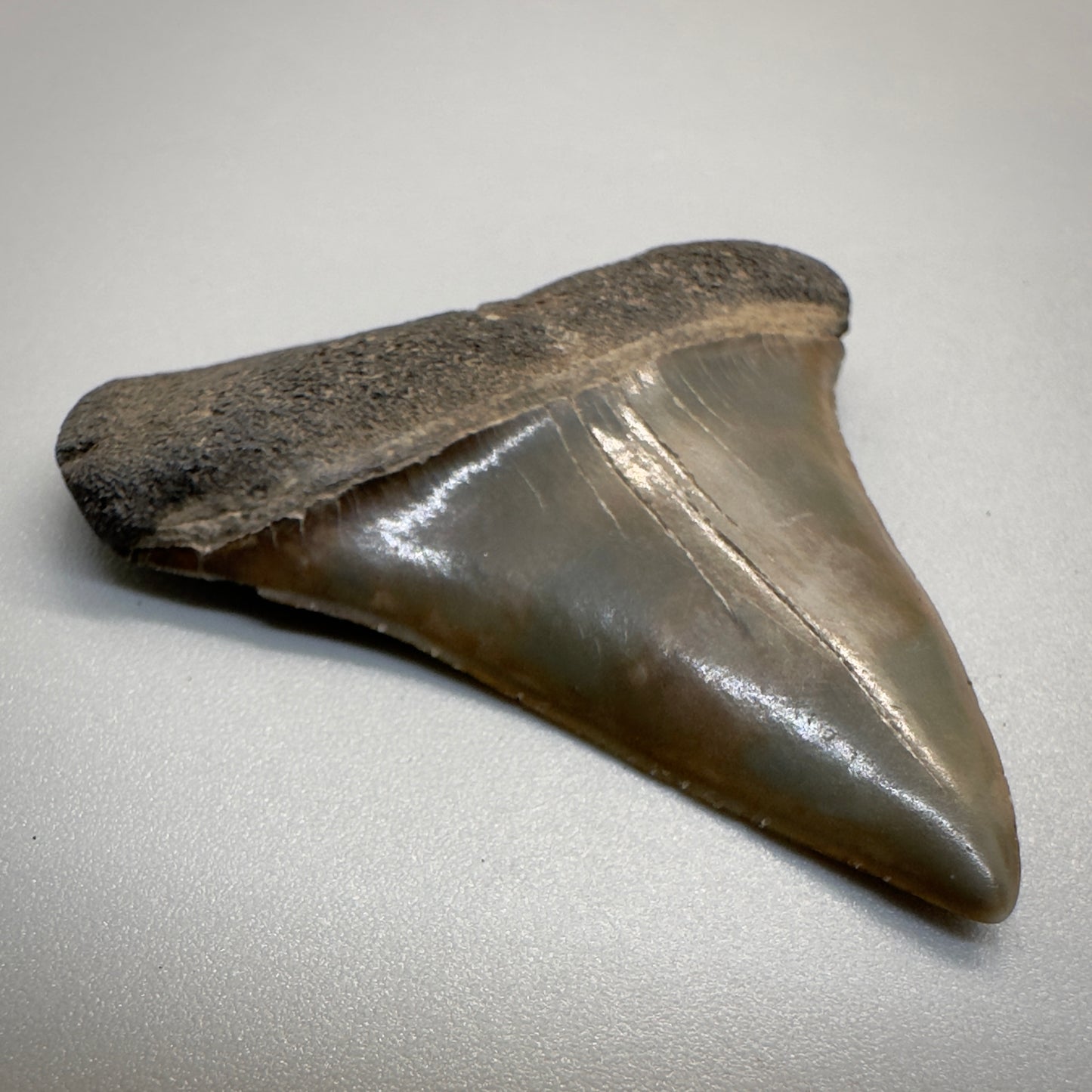 1.74 inches colorful Extinct Mako - isurus hastalis shark tooth from southeast, USA M511 front left