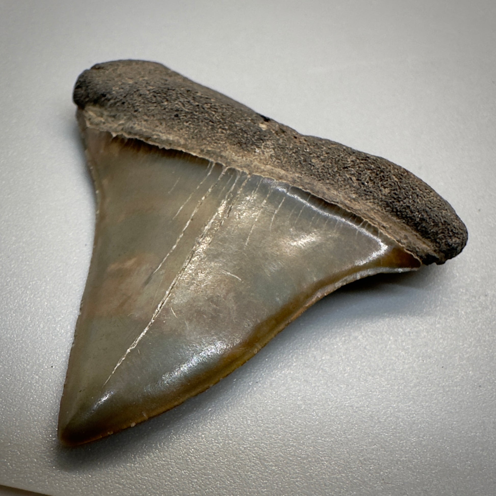 1.74 inches colorful Extinct Mako - isurus hastalis shark tooth from southeast, USA M511 front right