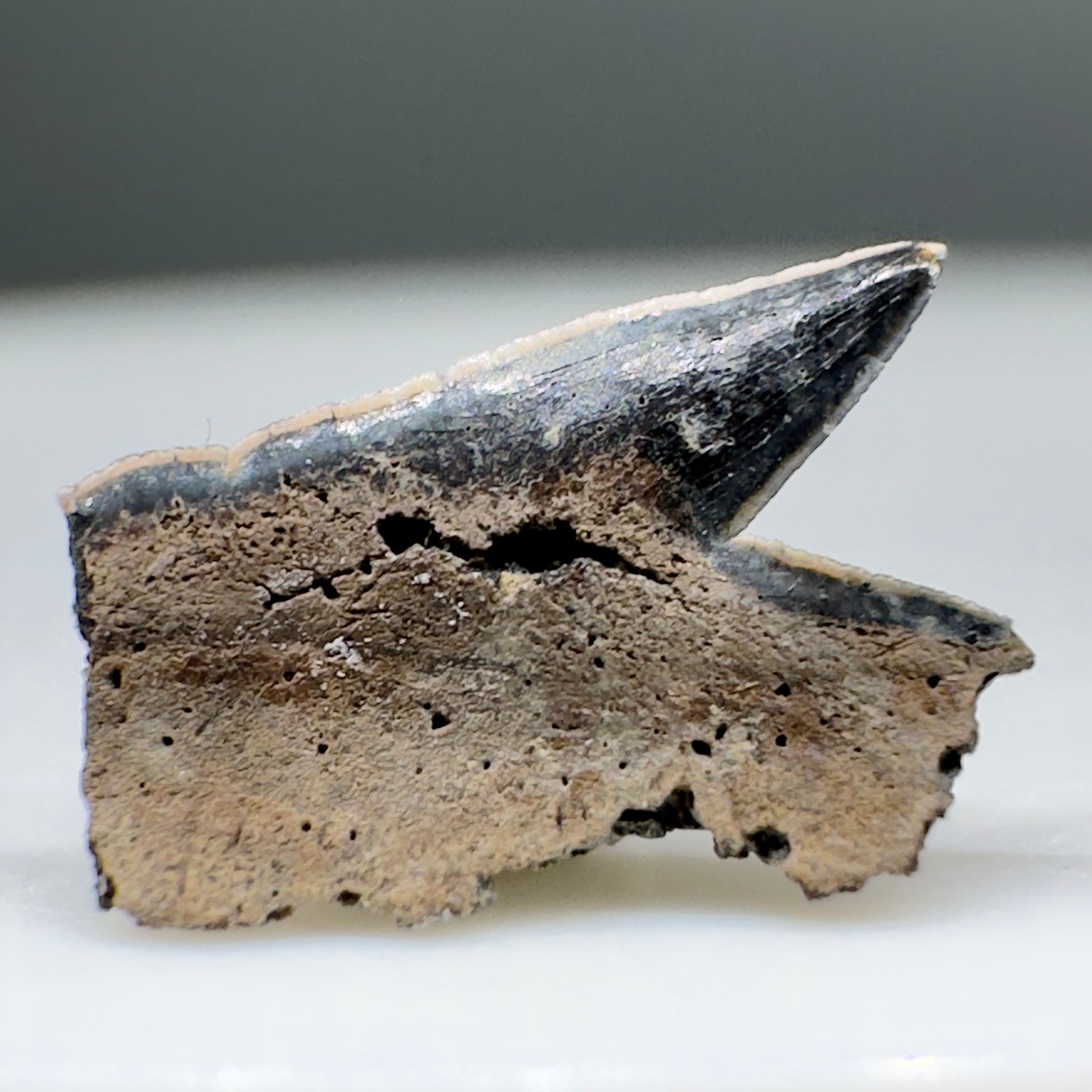 Rare 0.31" Fossil Echinorhinus priscus - Extinct Bramble Shark Tooth - Denmark R554 - Back