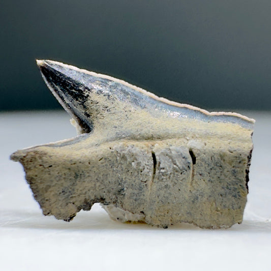 Rare 0.31" Fossil Echinorhinus priscus - Extinct Bramble Shark Tooth - Denmark R554 - Front