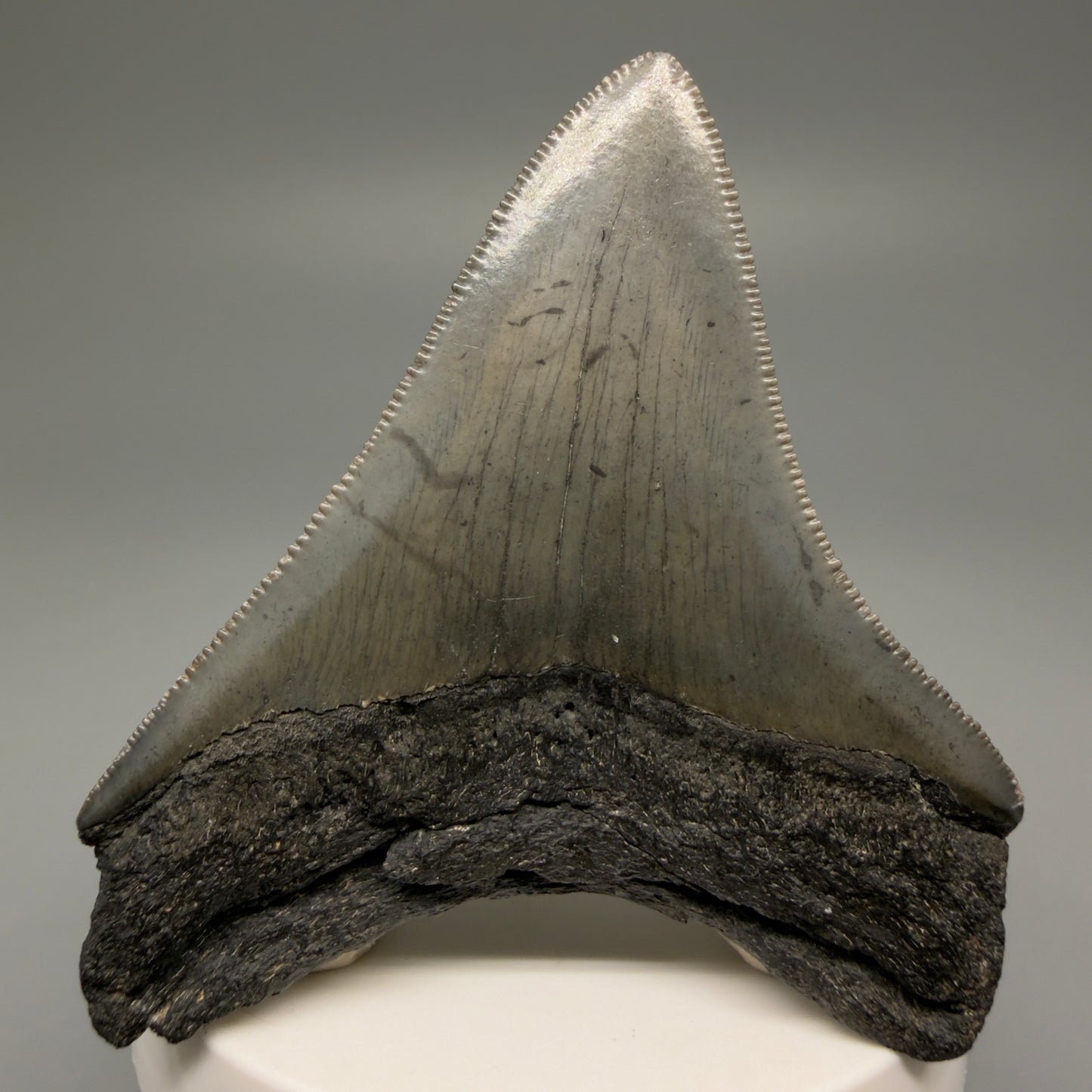 Back View 2.91" Lateral, serrated Fossil Megalodon Tooth – South Carolina River Find | Authentic Megalodon Tooth CM5504