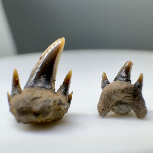 Pair of Fossil Extinct Mackerel Shark teeth from Tarrant Co., TX R552 - Front