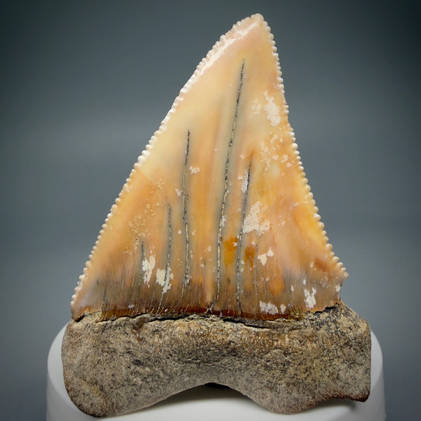 Back View HUGE - Colorful 2.67" Fossil Great White Shark Tooth from B. California GW1289