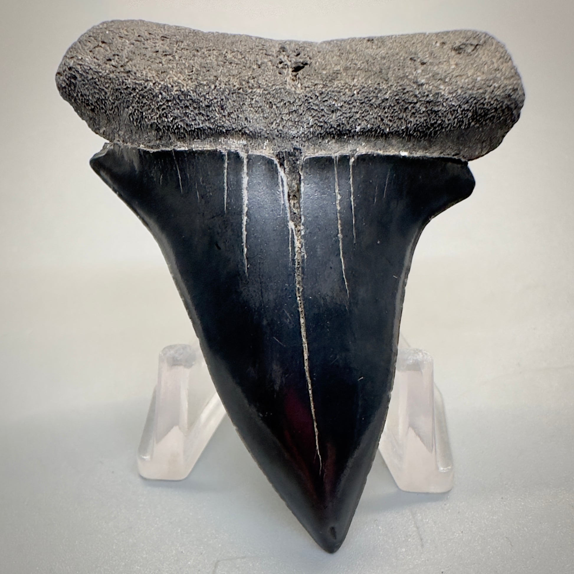 Dark colors 2.50 inches Extinct Mako - isurus hastalis shark tooth from southeast, USA M515 front down
