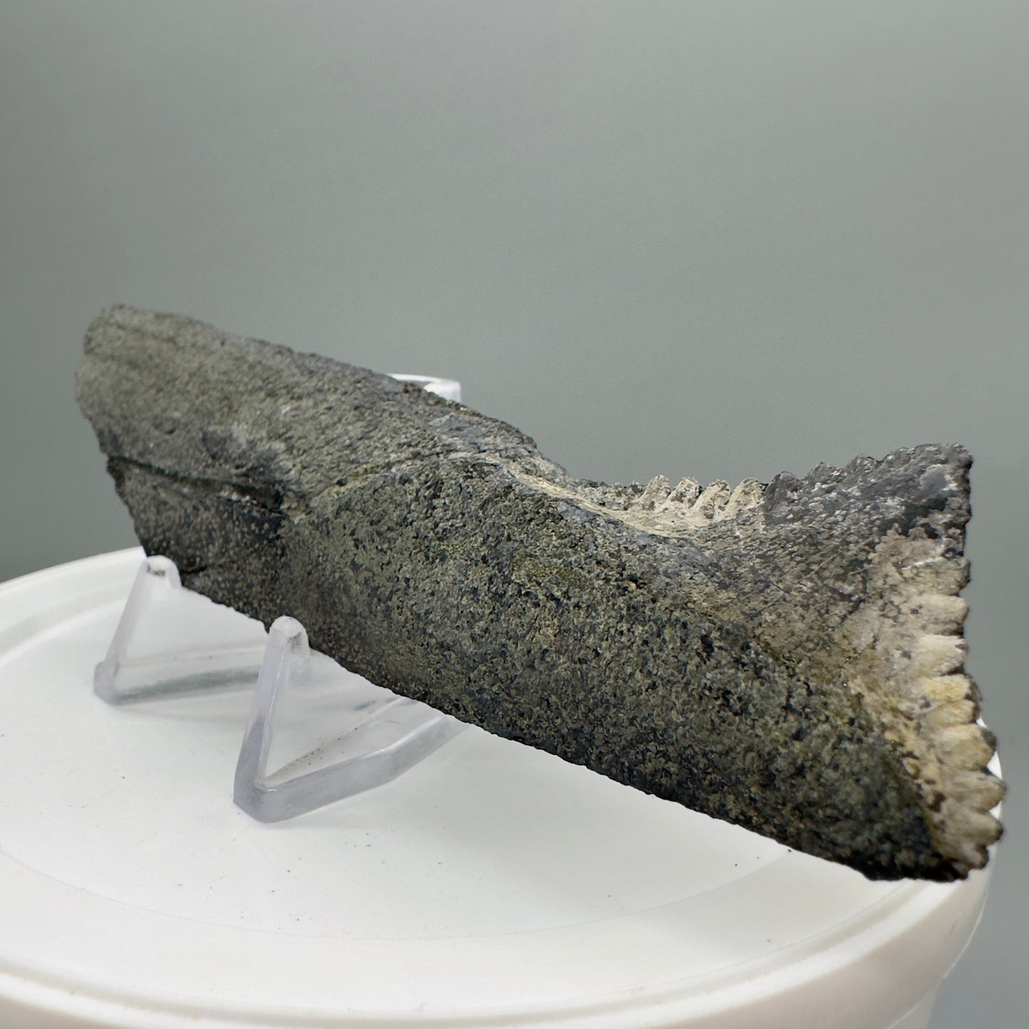 5.38" Fossil Extinct Eugeneodont - Edestus heinrichi shark Jaw, from Southern Illinois - Rare Specimen, 300 million years old