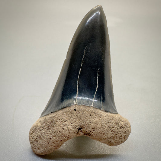 Dark colors 1.54 inches Extinct Longfin Mako - Isurus retroflexus Shark tooth from Southeast, USA M519 front