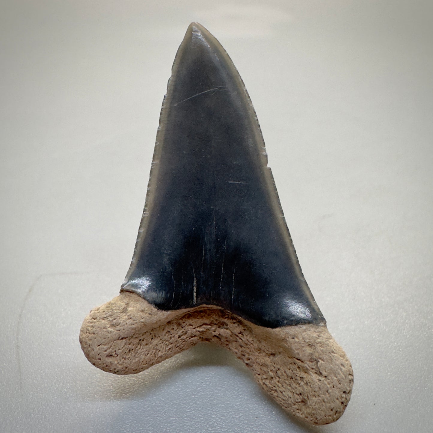 Dark colors 1.54 inches Extinct Longfin Mako - Isurus retroflexus Shark tooth from Southeast, USA M519 back
