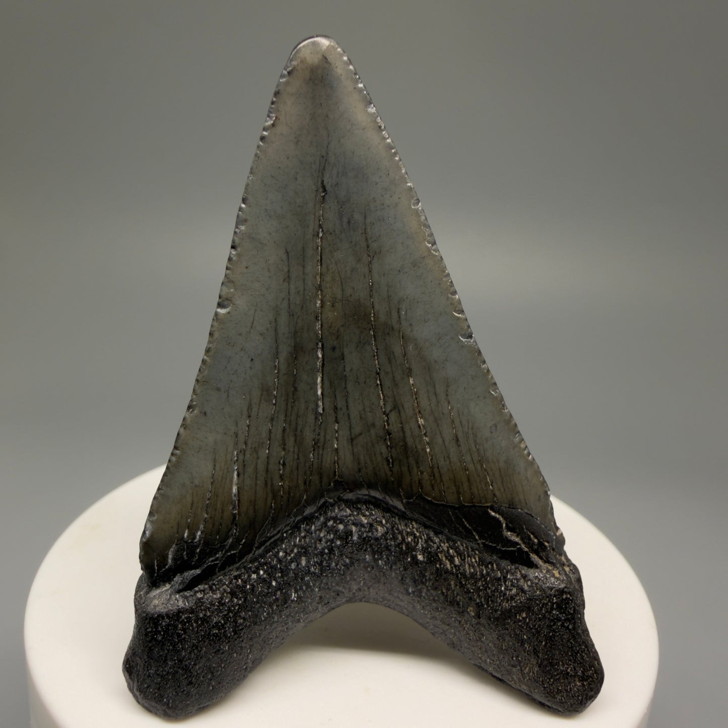 Back View 2.57" Colorful Fossil Megalodon Tooth – South Carolina River Find | Authentic Megalodon Tooth CM5497
