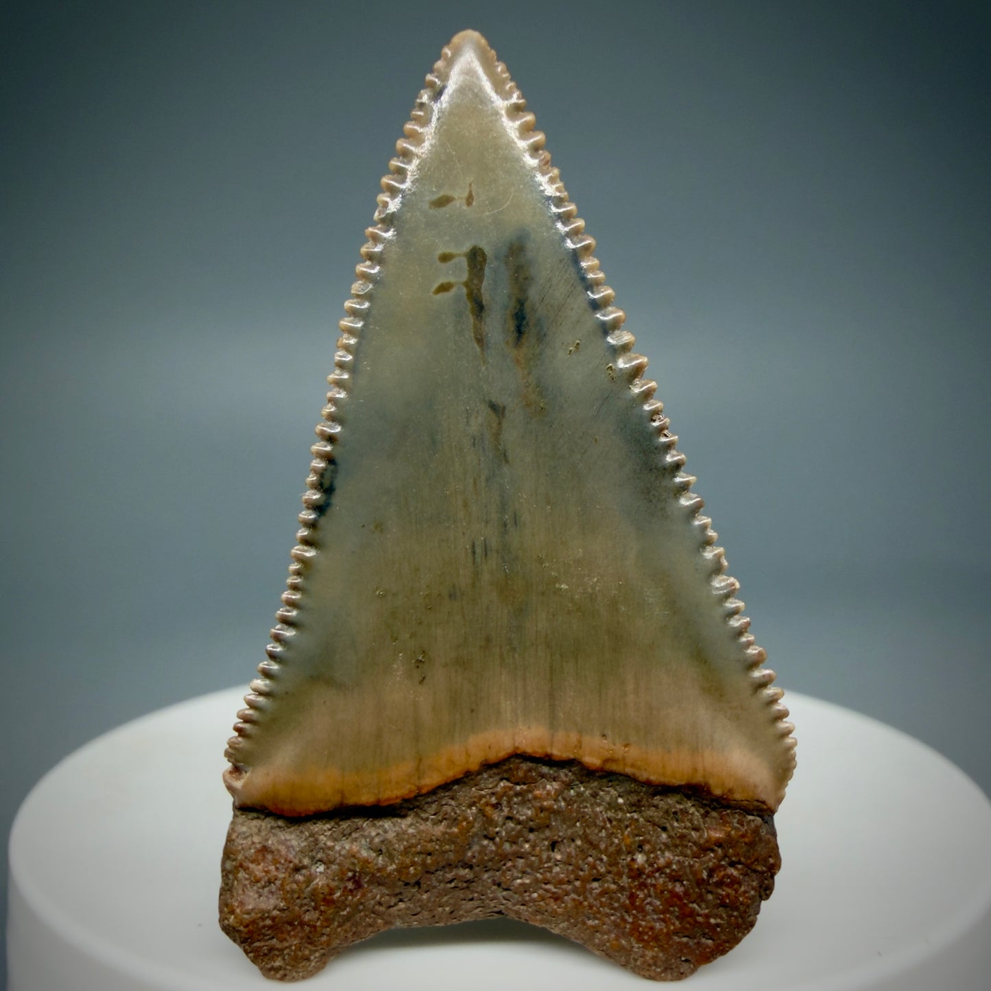 Back View Very colorful, sharply serrated 1.78" Fossil Great White Tooth for Sale GW1287