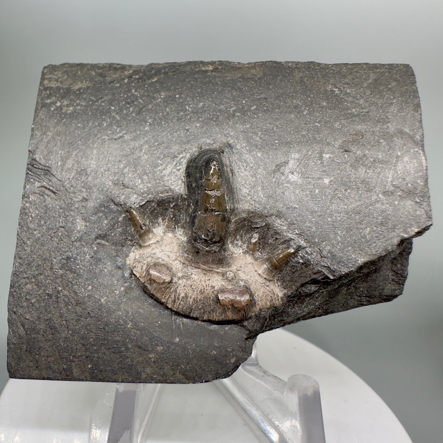 Very Rare 300 years old 0.83" in Matrix Fossil Cladodus sp. Shark Tooth - Nebraska R555 - Front