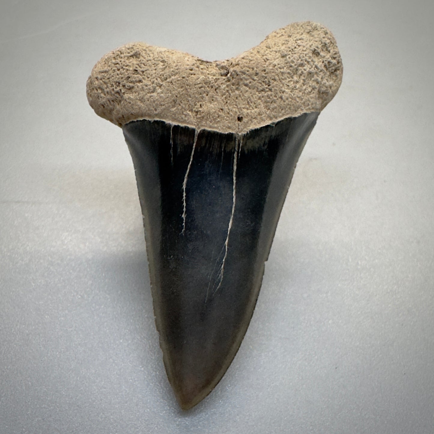 Dark colors 1.54 inches Extinct Longfin Mako - Isurus retroflexus Shark tooth from Southeast, USA M519 front down