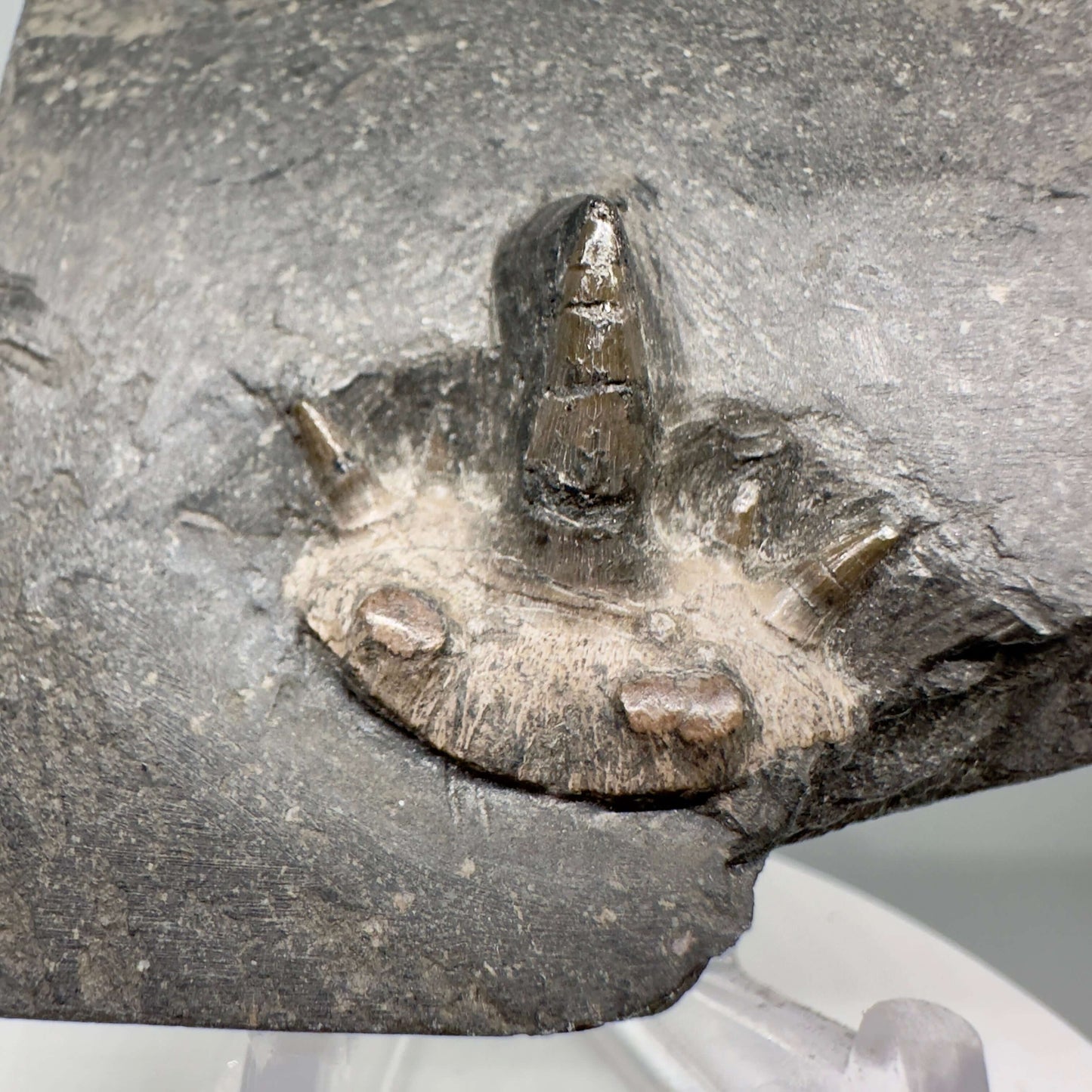 Very Rare 300 years old 0.83" in Matrix Fossil Cladodus sp. Shark Tooth - Nebraska R555 - Front close up