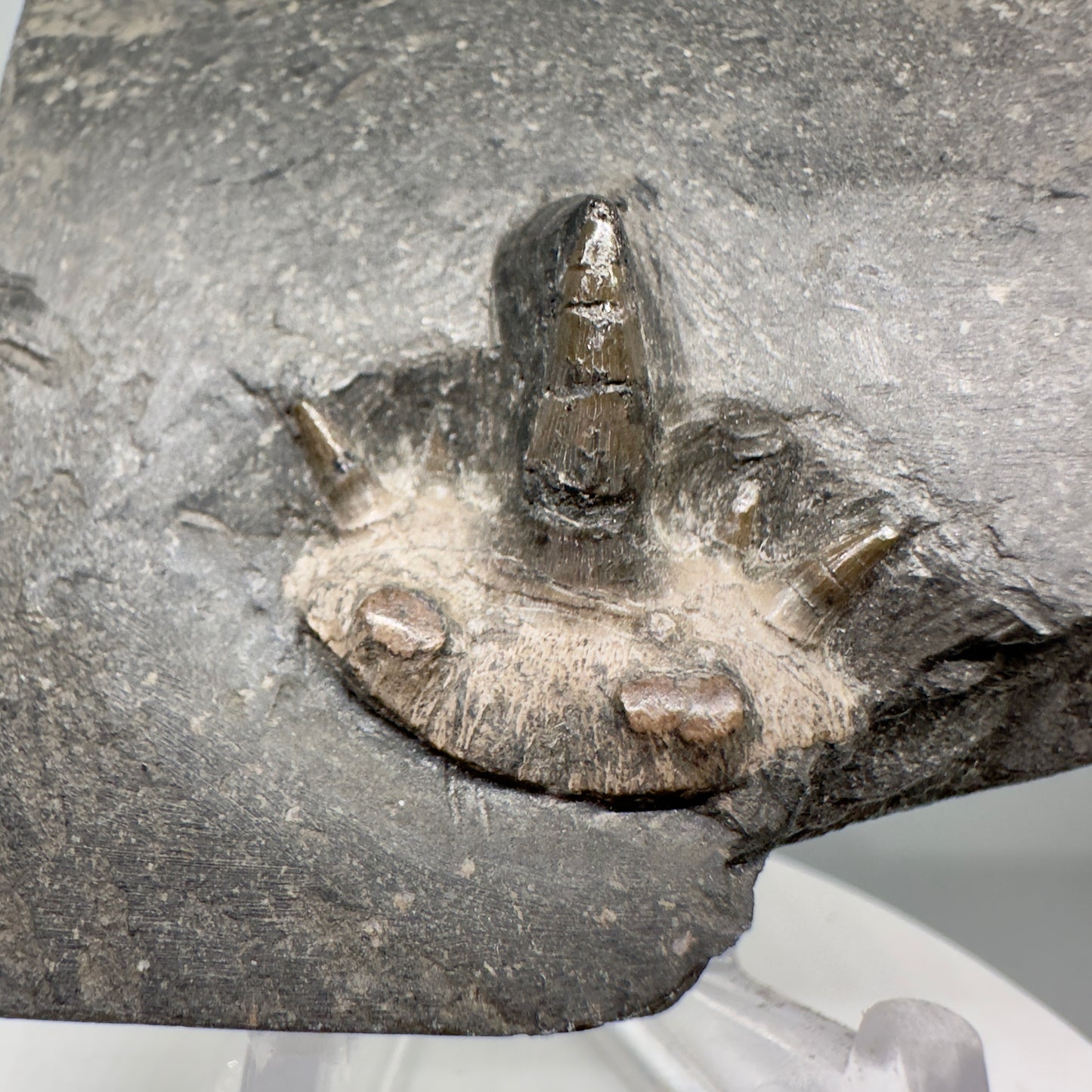 Very Rare 300 years old 0.83" in Matrix Fossil Cladodus sp. Shark Tooth - Nebraska R555 - Front close up