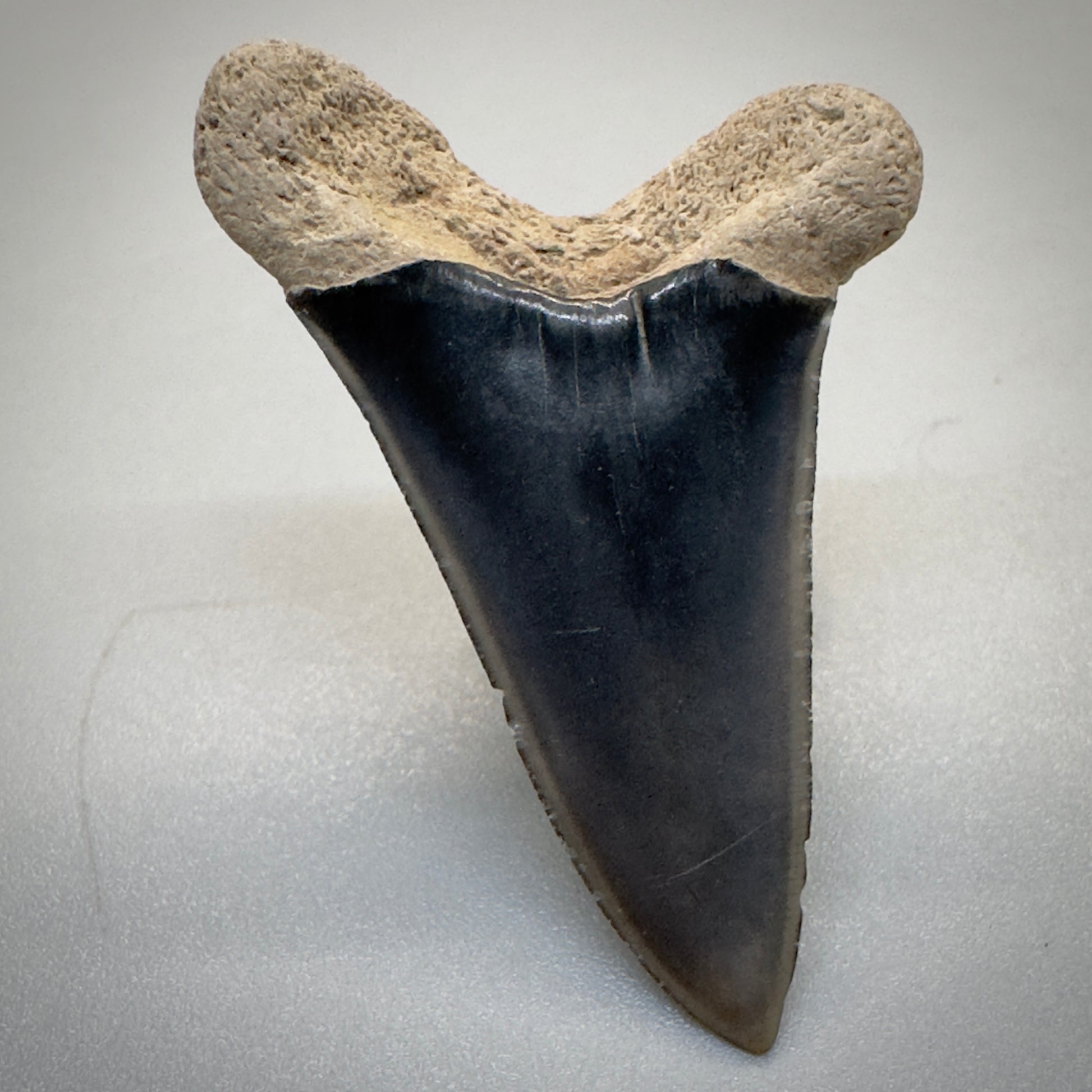 Dark colors 1.54 inches Extinct Longfin Mako - Isurus retroflexus Shark tooth from Southeast, USA M519 back down