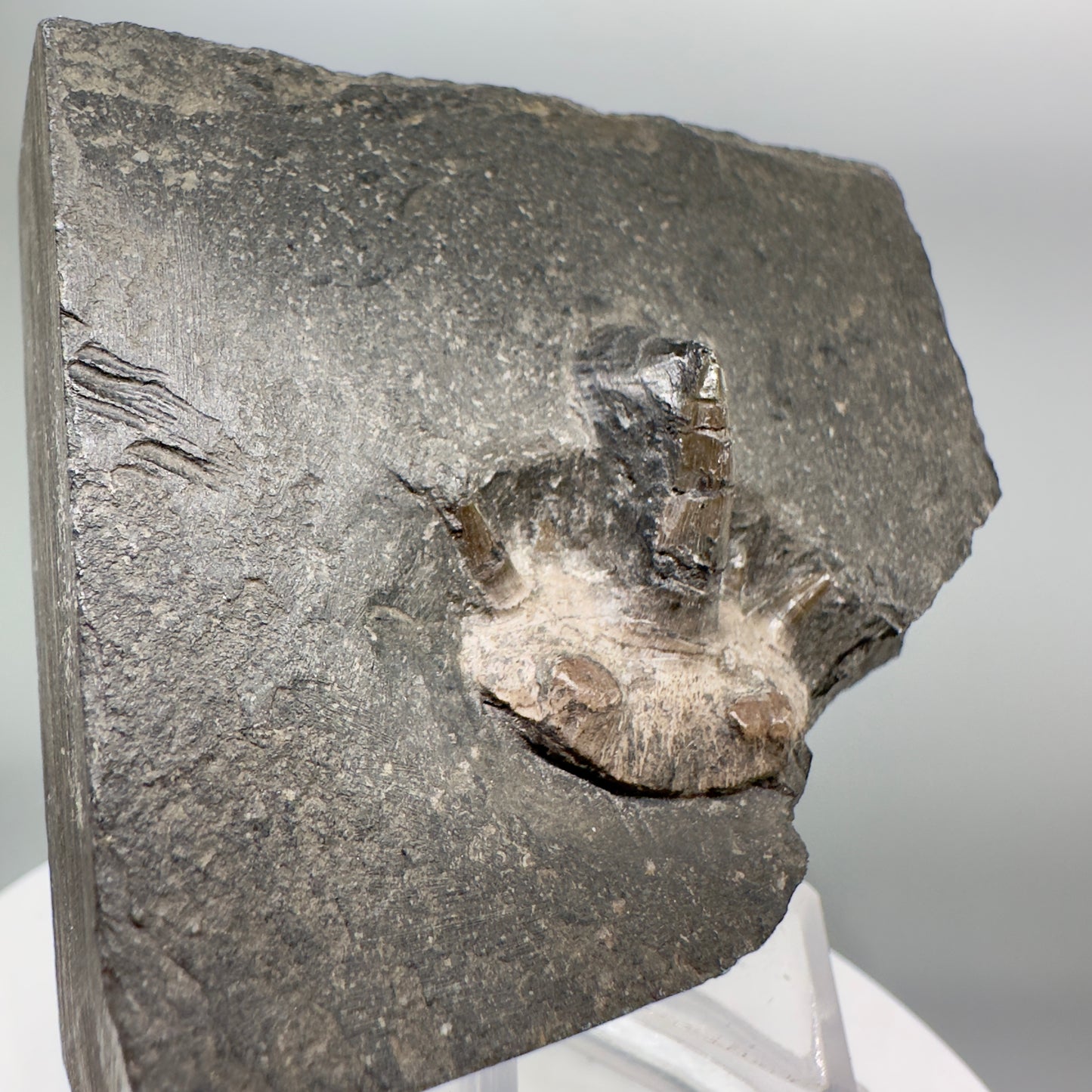 Very Rare 300 years old 0.83" in Matrix Fossil Cladodus sp. Shark Tooth - Nebraska R555 - Front right